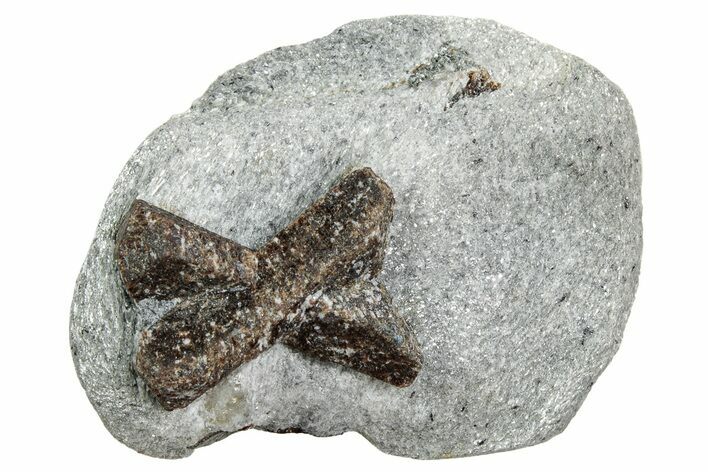 Twinned Staurolite Cross In Glittering Mica-Schist - Russia #240405